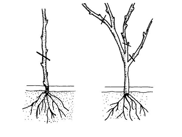 prune after planting